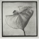 Anthurium - n. 15