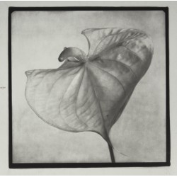 Anthurium - n. 15