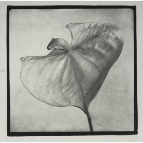 Anthurium - n. 15