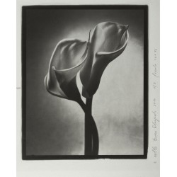 Calla - n.4