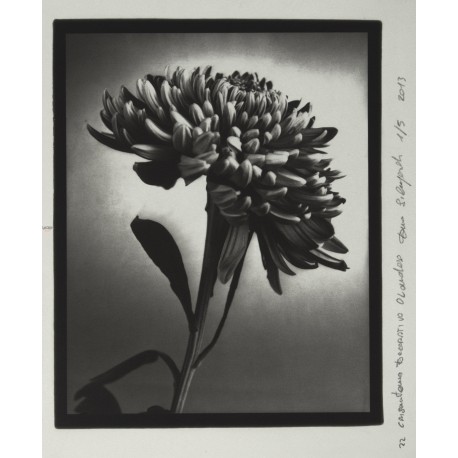 Crisantemo - n.2