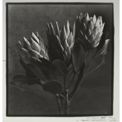 Protea barbigera - n. 10